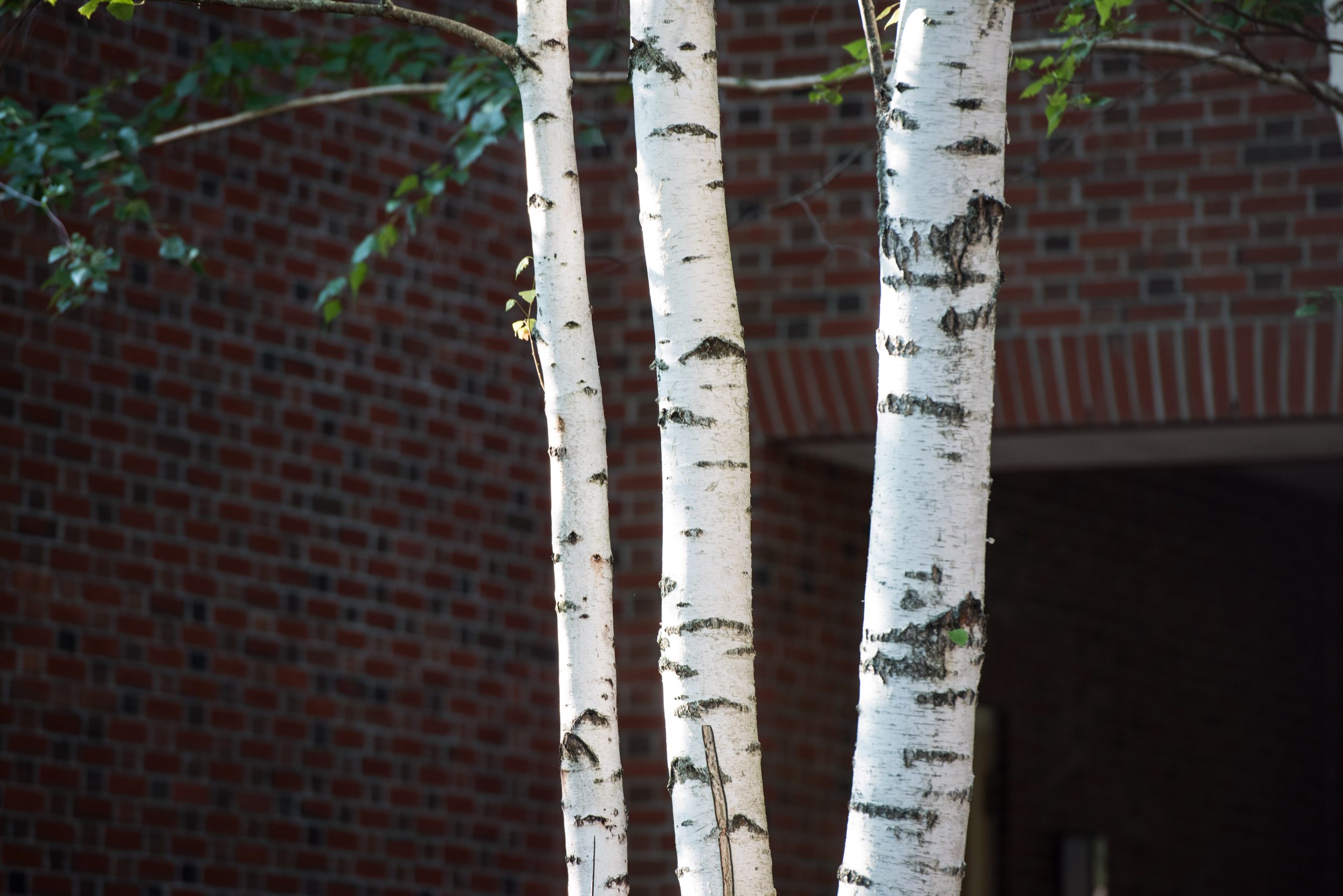 Three white birch tree trunks with black markings against a blurred brick wall background.
